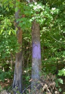 Land Wisdom: The Purple Stripe